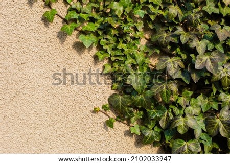 Green ivy and yellow beige stucco plaster wall. Photo background with free empty copy space for text