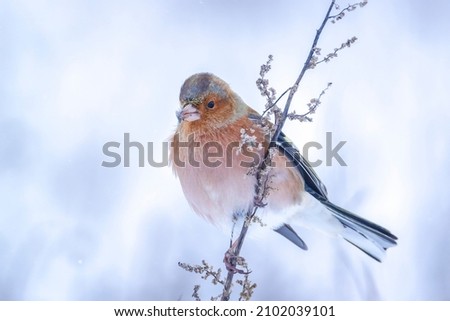 Closeup of a male chaffinch, Fringilla coelebs, foraging in snow, beautiful cold Winter setting Royalty-Free Stock Photo #2102039101