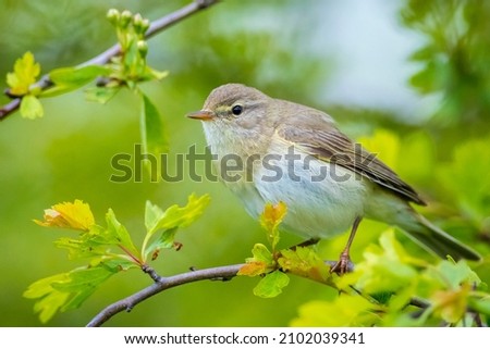 Close-up of a Willow warbler bird, Phylloscopus trochilus, singing on a beautiful summer evening with soft backlight on a green vibrant background. Royalty-Free Stock Photo #2102039341
