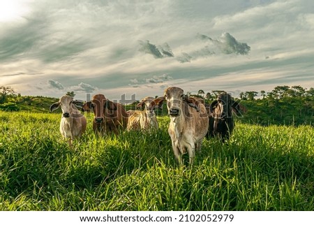 Cows on a summer livestock pasture farm with clouds and green grass cattle raising Royalty-Free Stock Photo #2102052979