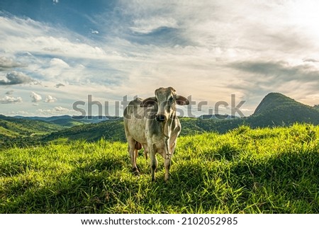 Cows on a summer livestock pasture farm with clouds and green grass cattle raising Royalty-Free Stock Photo #2102052985