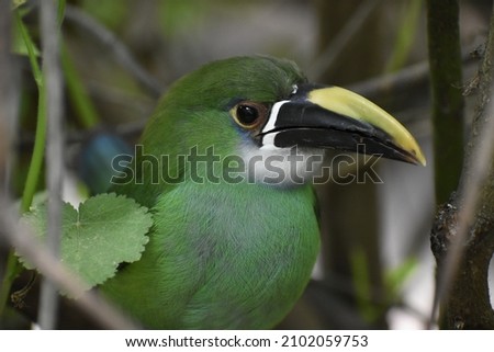 Aulacorhynchus prasinus, emerald toucanet standing on a tree resting in the daytime. 