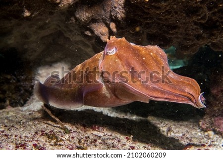 Ningaloo Reef is home to many great sea creatures. This was one of a few cuttlefish that were taking refuge beneath a large coral bommie. These bommies provide home and refuge for all kinds of fish.  Royalty-Free Stock Photo #2102060209