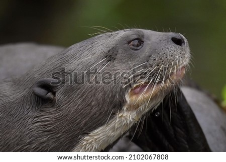 Giant otter in the water scratching. Giant River Otter, Pteronura brasiliensis. Natural habitat. Brazil