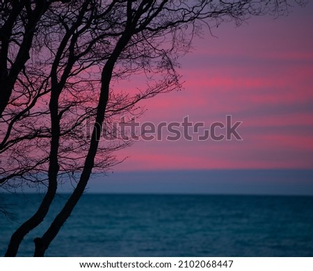 pink sky over blue water and horizon at dusk just before sunset  tree and branches silhouette against pink and purple clouds tree branch and leaves silhouetted horizontal format room for type space