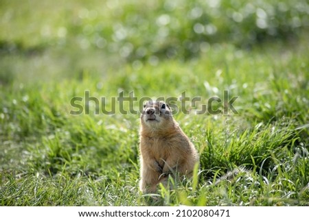 a fat gopher is sitting in a clearing among the grass, close-up