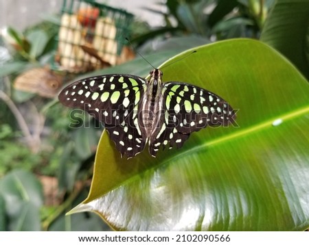 Beautiful green and black closeup butterfly 