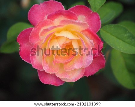 A pink rose on the inside of a flower with beautifully stacked yellow petals was planed in the garden.