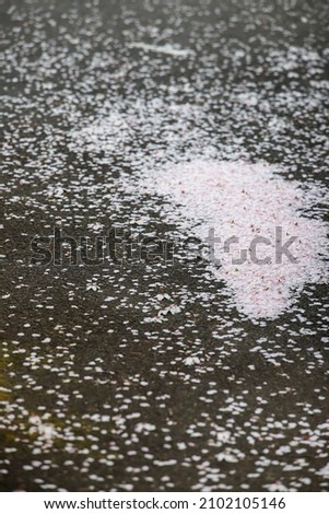Cherry blossoms scattered on the ground