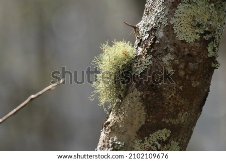 A kind of non-vascular plants in the branch of a tree in the forest Royalty-Free Stock Photo #2102109676