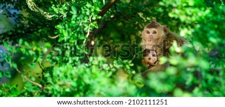 A mother monkey protects her cub on a tamarind tree in a tropical forest. In the tree frame. Leave space on the left to enter text. Royalty-Free Stock Photo #2102111251