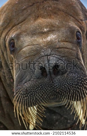 A detailed closeup of a walrus' face with its whiskers and short tusk