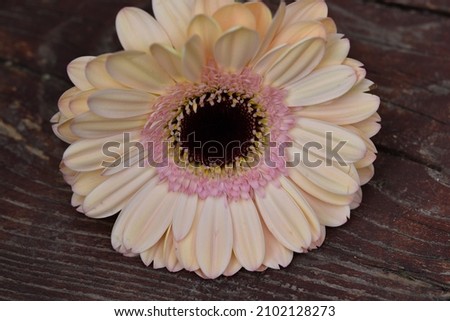 daisy gerber the very pretty colorful flower closr up
