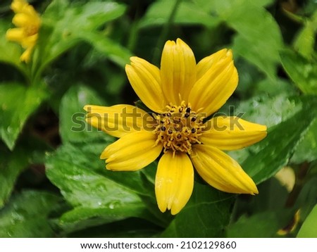 closeup photo of wedelia flower.