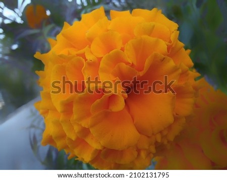 A picture of marigold flower 