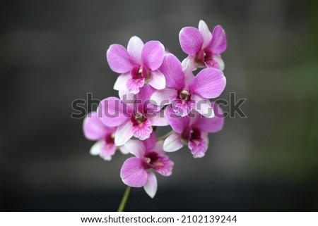 Purple orchid in the middle. Perfect for Wallpaper, books, cartoons, posters, etc. With a blurred background and focus on flowers
