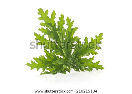 All natural citronella plant mosquito repellant leaves on white Royalty-Free Stock Photo #210215104