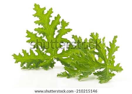 All natural citronella plant mosquito repellant leaves on white Royalty-Free Stock Photo #210215146