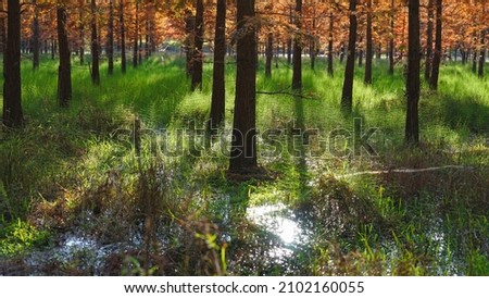 Red Metasequoia Forest in Autumn
