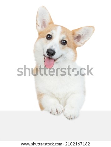 Happy Pembroke Welsh Corgi puppy looks above empty white banner. isolated on white background