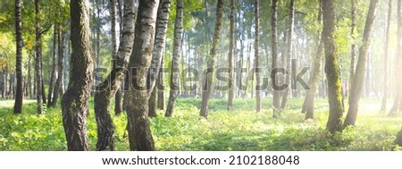 Green birch forest on a clear sunny day. Public park. Tree trunks close-up. Pure sunlight, daylight, sunbeams. Ecology, eco tourism, nordic walking, landscape design, landscaping Royalty-Free Stock Photo #2102188048