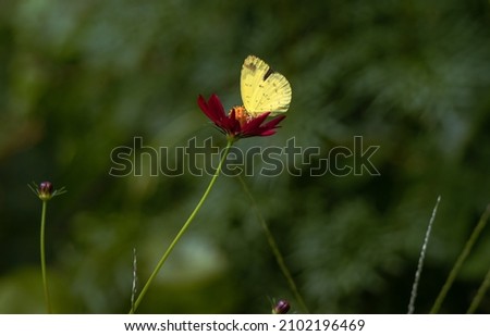 a yellow butterfly on a red flower . a butterfly collecting honey from a flower .