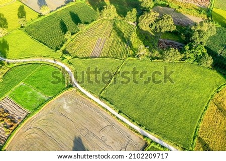 Aerial image of ripen rice fileds in Ta Pa, Bay Nui , An Giang - Vietnam