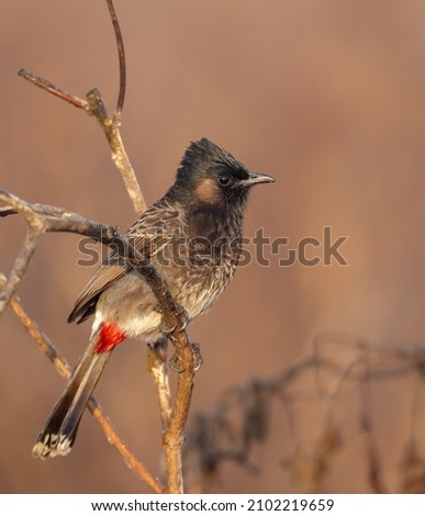 The red-vented bulbul is a member of the bulbul family of passerines. It is a resident breeder across the Indian subcontinent, including Sudan extending east to Jordan and parts of Algeria. Royalty-Free Stock Photo #2102219659