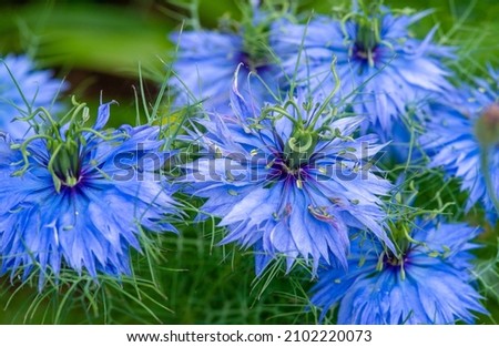 Nigella damask, love-in-the-mist, ragged lady or devil in the bush, mainly used as an ornamental plant. Therefore, it is often grown to decorate bouquets, looks good on alpine slides, rockeries