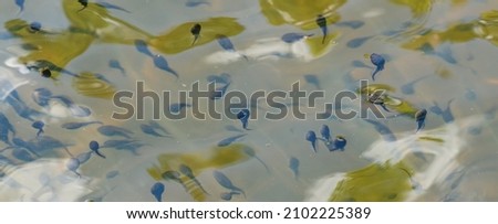 tadpoles abounding in a pond