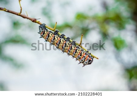 PHANE WORM 
Mophane worms or phane in Setswana are the caterpillar of Gonimbrasia Belina, a species of emperor moth. Mopane worms are consumed as a local delicacy and important source of protein.