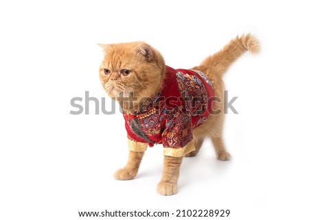 Isolate picture of cute scottish fold cat wearing Chinese costume for Chinese new year.