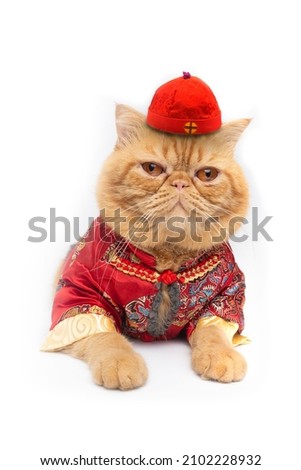 Isolate picture of cute scottish fold cat wearing Chinese costume lay down on floor.