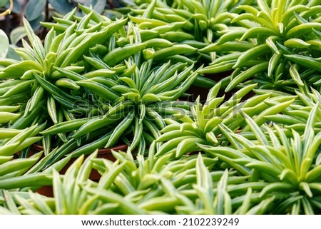Peperomia ferreyrae (commonly known as the happy bean or pincushion peperomia). This succulent plant is native to South America but it has become a popular houseplant worldwide. Royalty-Free Stock Photo #2102239249