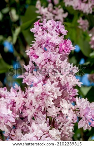 Lilac (Syringa vulgaris) in park
