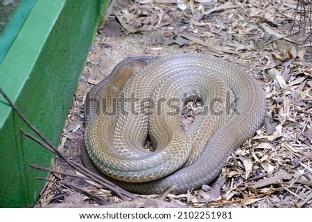 Pictures of snakes in captivity inside the reptile section in a zoo.