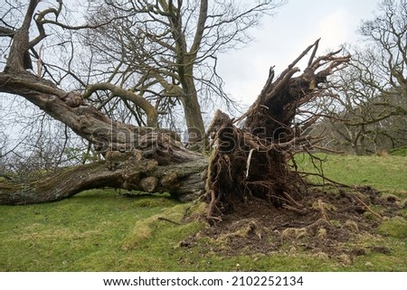 Uprooted large tree showing roots after being blown down by a very severe storm                            Royalty-Free Stock Photo #2102252134
