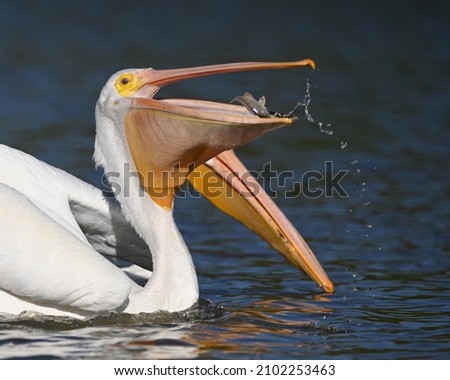 A shallow focus shot of an American White Pelican eating a fish Royalty-Free Stock Photo #2102253463