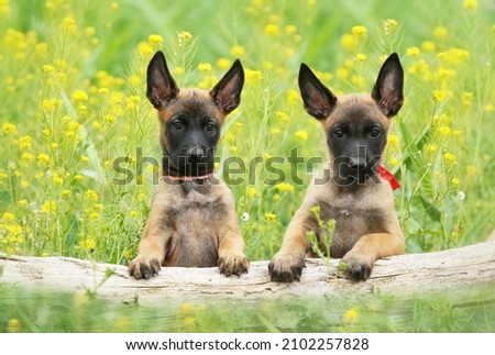 Two cute little Malinois puppies in nature	 Royalty-Free Stock Photo #2102257828
