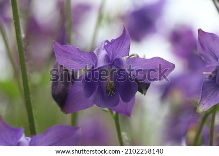 purple iris flowers, summer flowers 