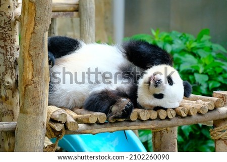 Pictures of panda's eating and relaxing in the zoo.