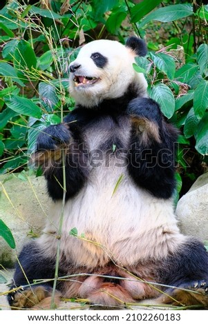 Pictures of panda's eating and relaxing in the zoo.