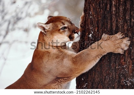 Beautiful Portrait of a Canadian Cougar. mountain lion, puma, cougar behind a tree. cougar sharpens its claws on a tree. Winter scene in the woods. wildlife America. Portrait of a big cat Royalty-Free Stock Photo #2102262145