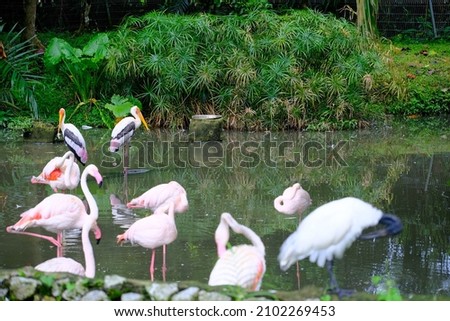 
Pictures of flamingos and pelicans flocking in a pond.