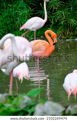 
Pictures of flamingos and pelicans flocking in a pond.
