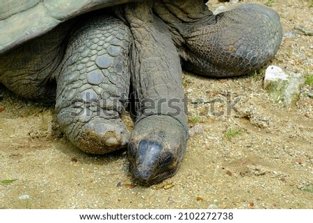 Pictures of giant tortoise taken inside a zoo.
