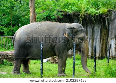 Pictures of elephants inside a zoo.