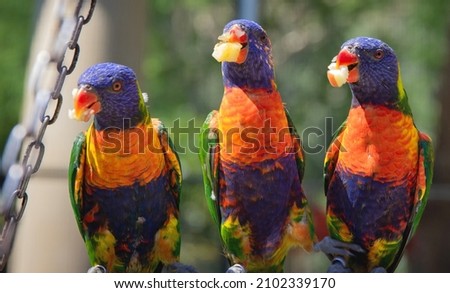 Beautiful and colorful parrots background. Closeup photo.