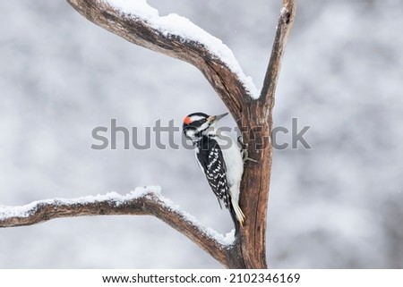 Hairy woodpecker male searching for food on a snow covered branch in winter in Ottawa, Canada