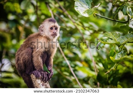 Beautiful portrait of capuchin wild monkey sitting on tree in jungle Royalty-Free Stock Photo #2102347063